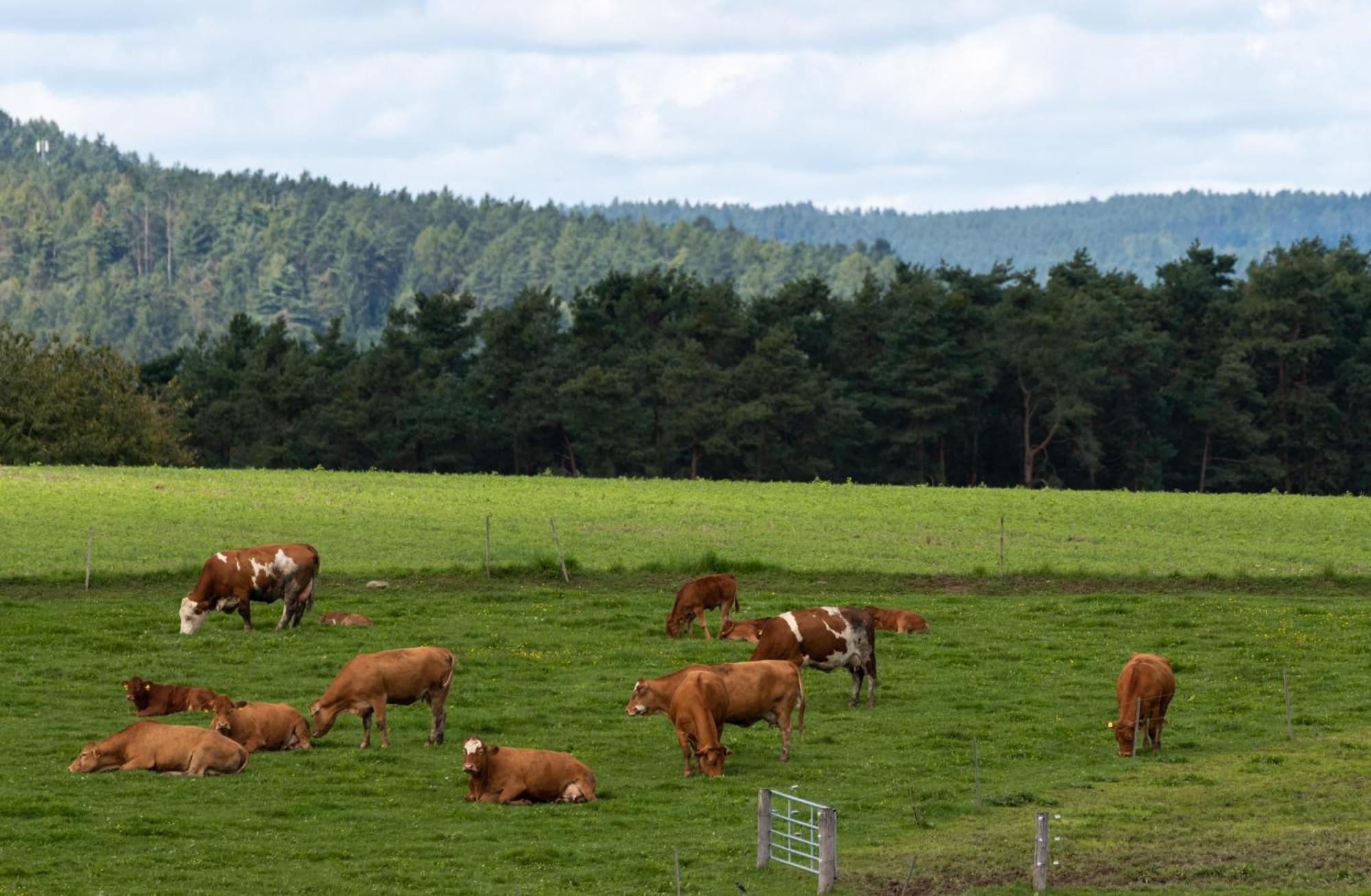 Moderne, Gemuetliche Dg-Wohnung In Ruhiger Lage Neunburg vorm Wald Zewnętrze zdjęcie